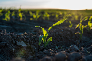 A growing seedling crop outside.