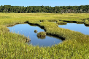 A picturesque marsh